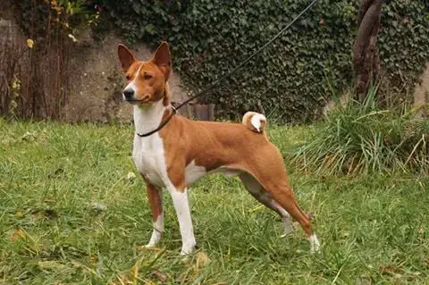 Basenji  Alya Nevali Çori photo 2