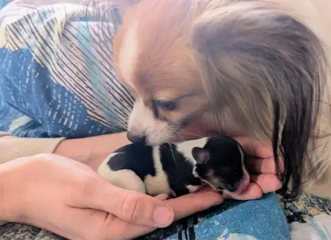 Epagneul Nain Continental (Papillon)  Chiot 1 Des Per f458b