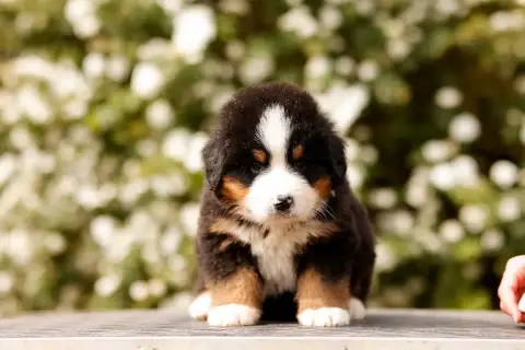 Bouvier Bernois  Chiot 2 De La Vallée De L'Hyrome