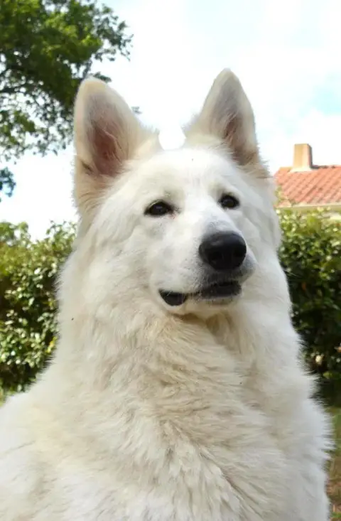 Berger Blanc Suisse photo 3