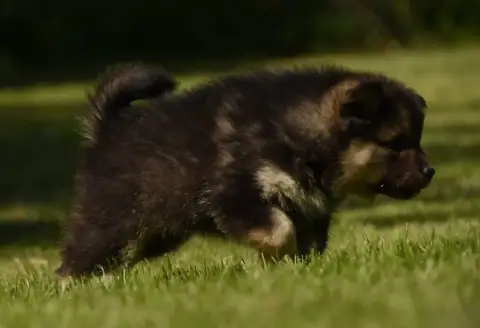 Chien Finnois De Laponie  Chiot N°2 Des Collines De S 05d1e photo 2