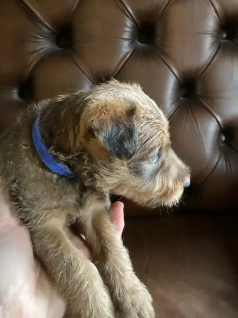 Irish Terrier  Barry