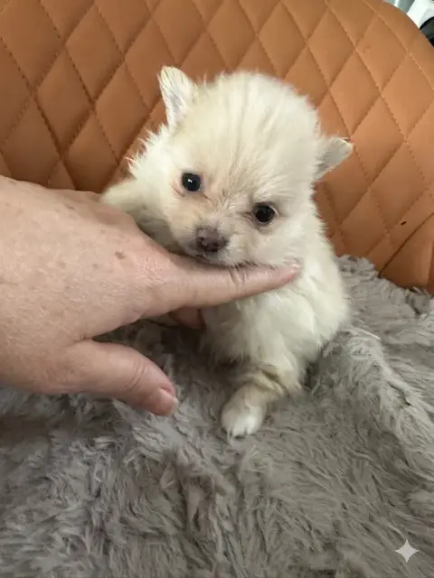 Spitz Allemand  Chiot 2 Des Dunes De Keremma photo 3