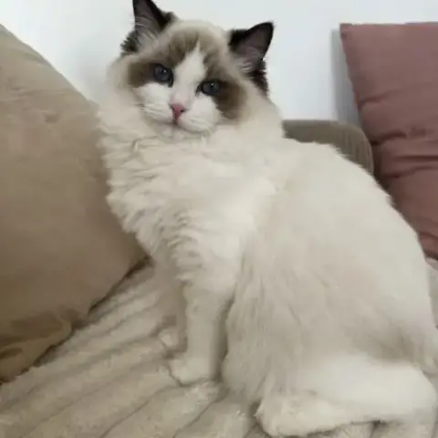 Ragdoll