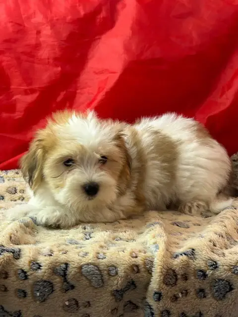 Coton De Tulear  Balko Du Hameau De Roxane photo 3