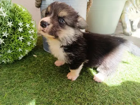 Welsh Corgi Pembroke  Brownie Du Logeo De L'Ixaro
