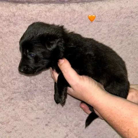 Berger Hollandais  Chiot Orange Du Domaine De Tanaris 49dd9 photo 3