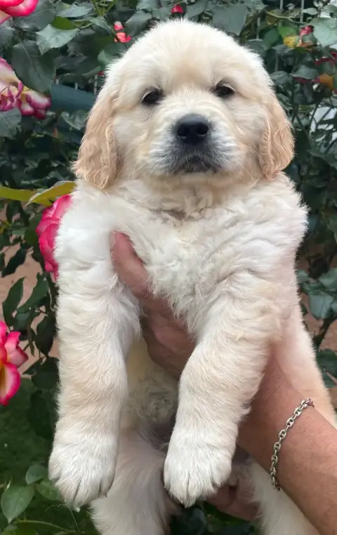 Golden Retriever  Bleu photo 3