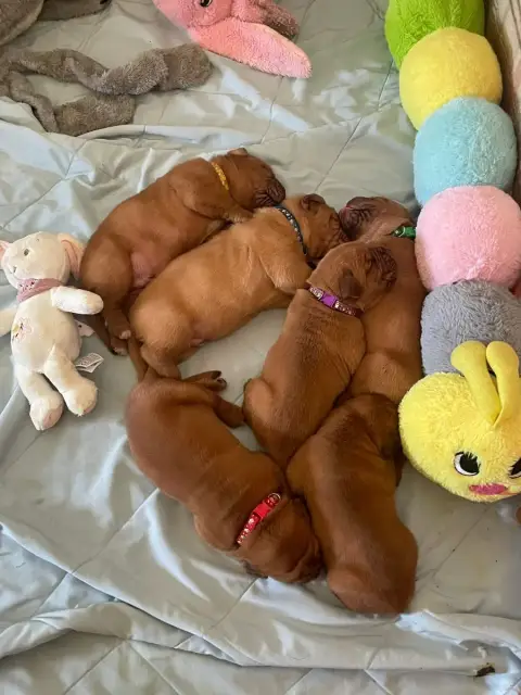 Dogue De Bordeaux  Jaune Des Sources Precieuses photo 2
