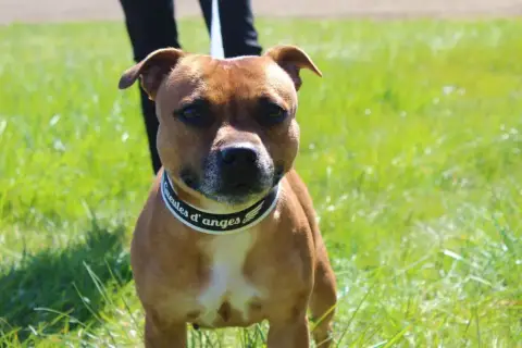 Staffordshire Bull Terrier  Chiot N°1 Du Temple Des G e5455 photo 3