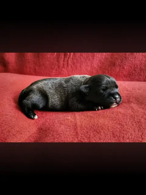 Staffordshire Bull Terrier  Baya De La Taniere Du Sta 2f5db