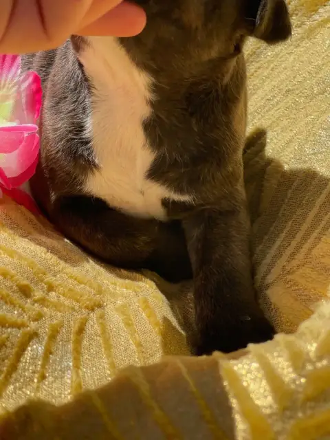 Staffordshire Bull Terrier photo 3