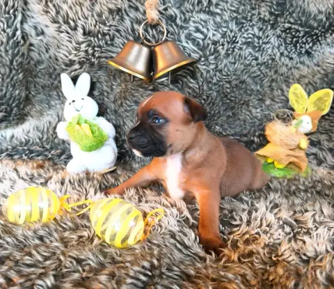 Staffordshire Bull Terrier  Chiot N°3 Of Secret'S Sou a4496 photo 2