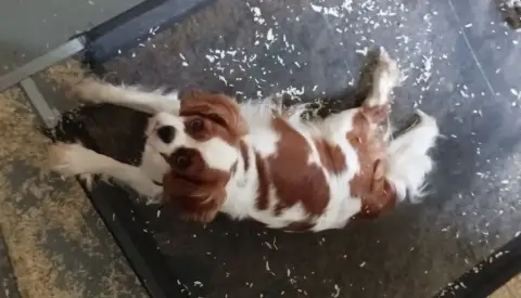 Cavalier King Charles Spaniel photo 2