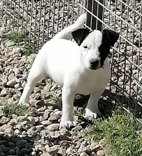 Jack Russell Terrier  Chiot N°1 Du Domaine De La Roch c6681 photo 3
