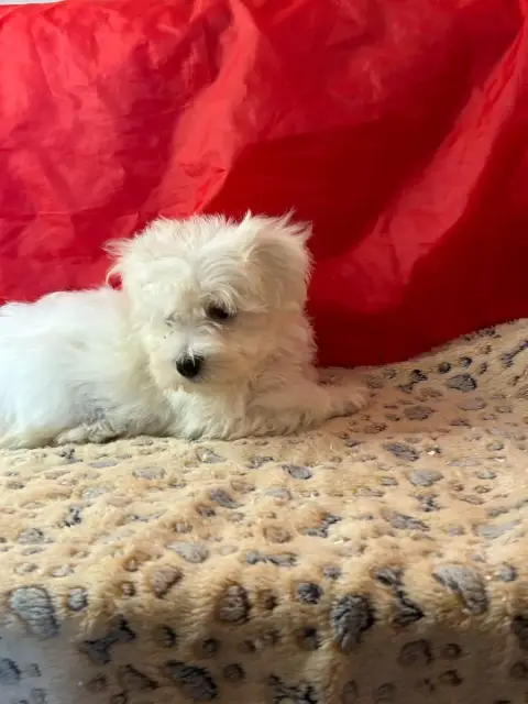 Coton De Tulear  Bob Du Hameau De Roxane