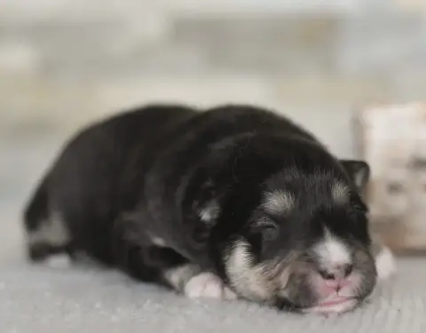 Chien Finnois De Laponie  Chiot 5 Des Quatre Vents Ze 80218 photo 3