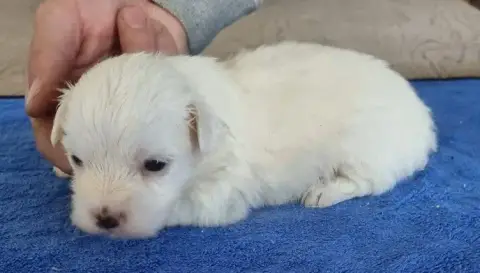 Coton De Tulear  Chiot N°2 Des Hirondelles Du Voyage b2b01 photo 2