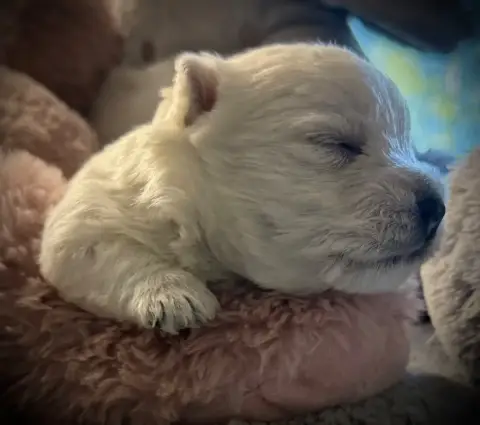 West Highland White Terrier  Chiot N°4 De La Douce So c8ab1 photo 2