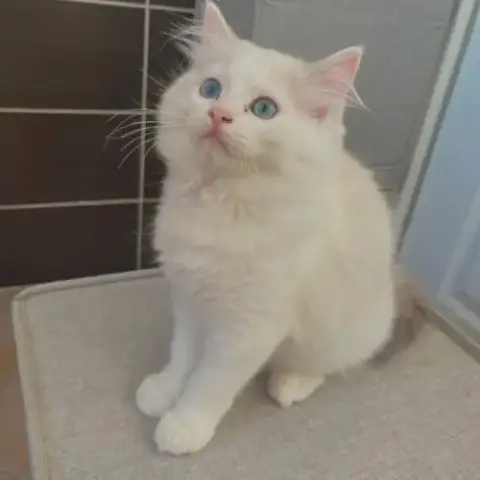 Magnifiques Ragdoll Loof Hypoallergeniques