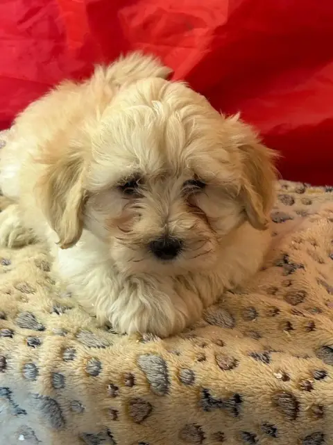 Bichon Havanais  Banjo Du Hameau De Roxane