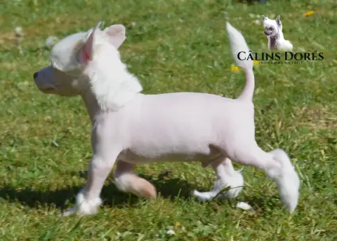 Chien Chinois À Crête  Bogosse Des Câlins Dorés