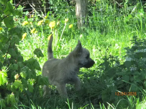 Cairn Terrier  Chiot 2 Des Cedres De Bourdane photo 3