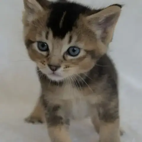Chatons Caracats