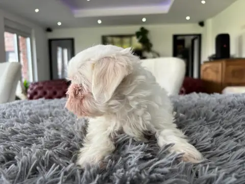 Bichon Maltais  Chiot N°3 Du Domaine De L'Écaillon photo 3