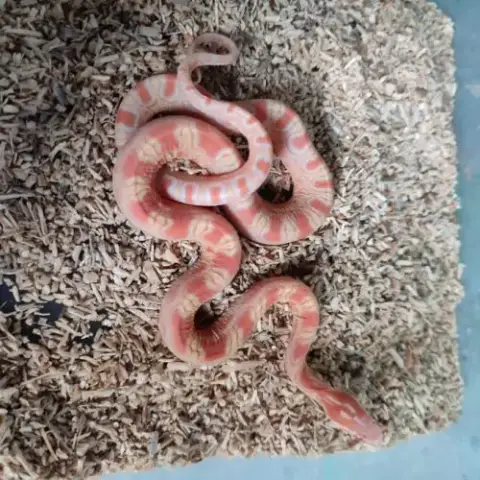 Pantherophis Scaleless
