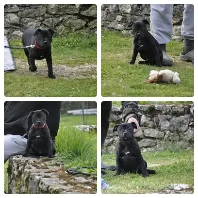 Staffordshire Bull Terrier  Boy Solfarino