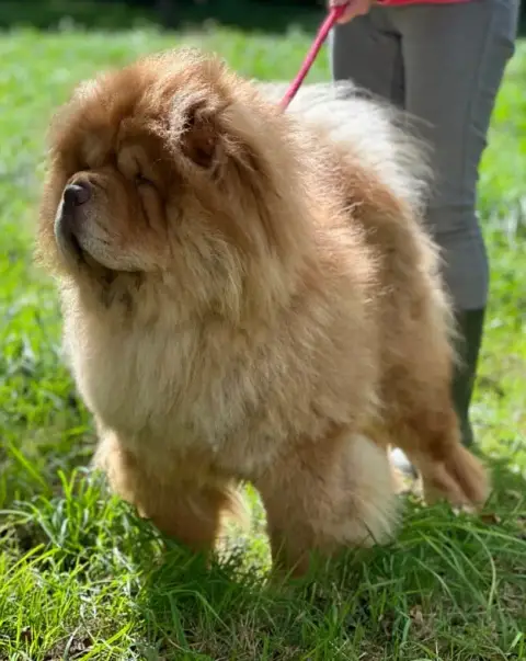 Chow Chow  Chiot 2 North Mans photo 2