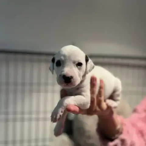 Chiots Dalmatiens Lof