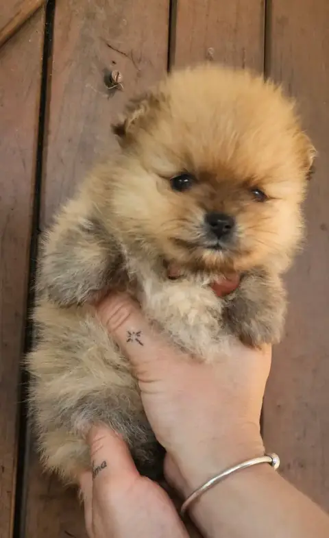 Spitz Allemand  Bill Des Amours De Claya