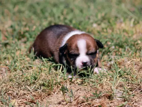 Staffordshire Bull Terrier  Chiot N°6 Oogie Boogie