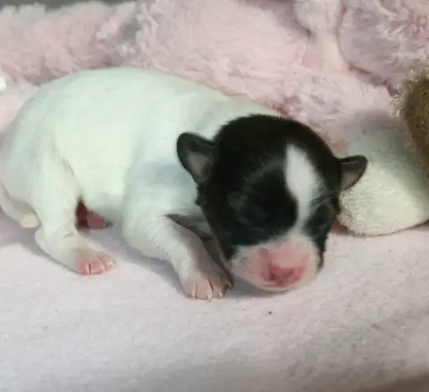 Epagneul Nain Continental (Papillon)  Chiot N°3 Royau b4e33