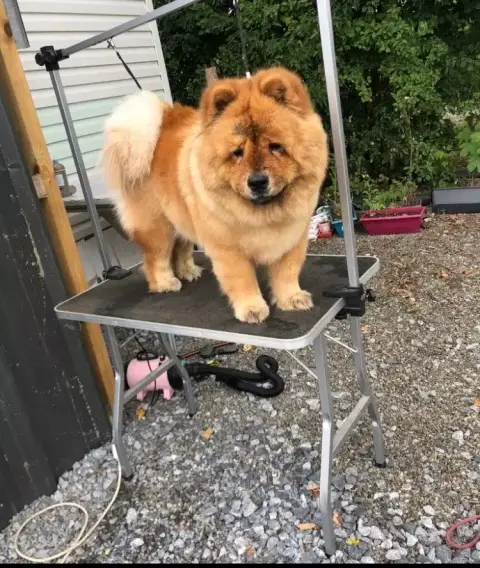 Chow Chow  B........ Des Pantoufles D'Amour photo 3
