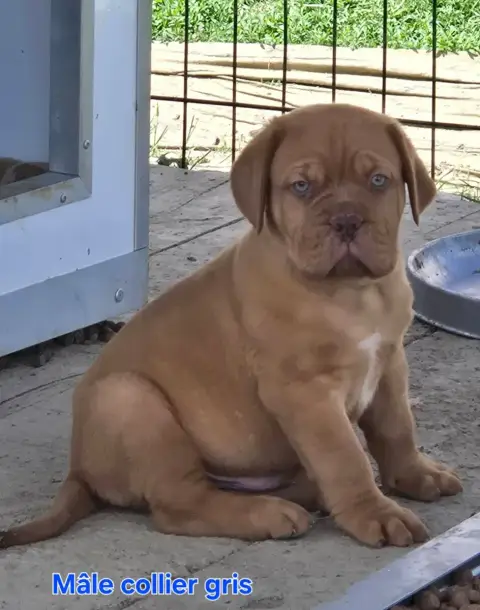Dogue De Bordeaux  Barny De L'Elite Royal Dog photo 3