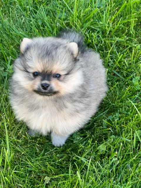 Spitz Allemand  Chiot N°1Bouba Au Jardin Des Merveill 3447c