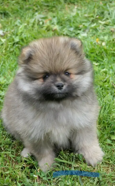Spitz Allemand  Chiot Bleu Des Brimbelles
