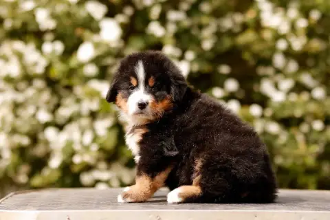 Bouvier Bernois  Chiot 3 De La Vallée De L'Hyrome photo 2