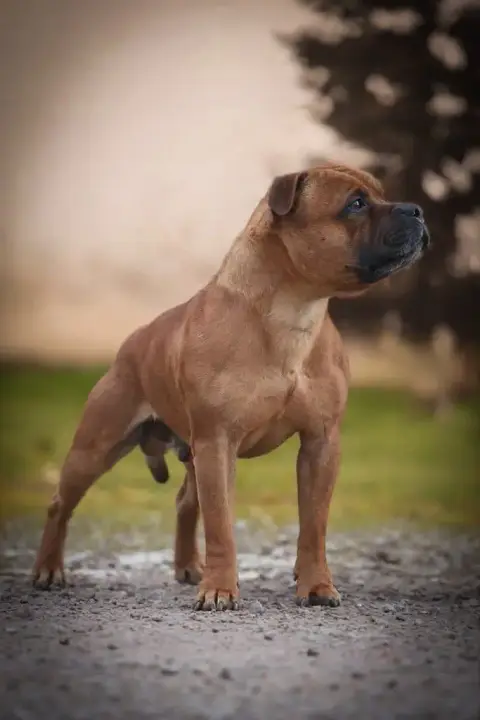 Staffordshire Bull Terrier photo 2