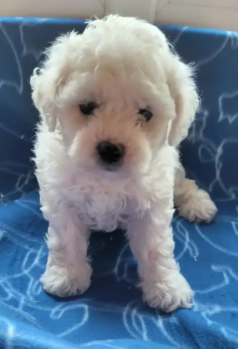 Bichon Frise  Chiot N°2 Des Marais De Courmont photo 3