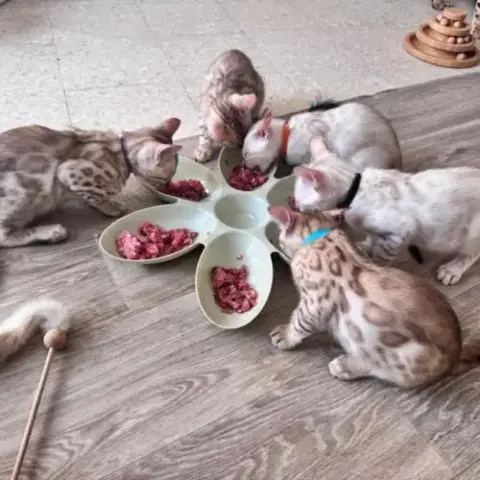 Bengal Snow A Vendre