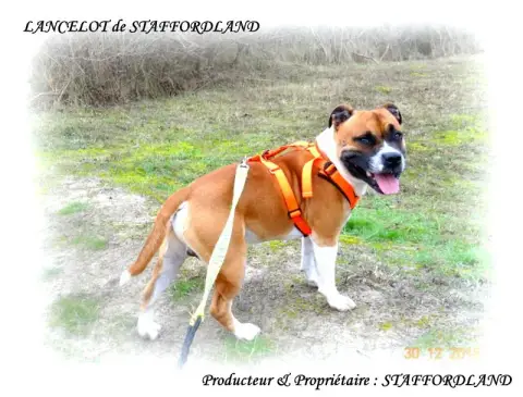 Staffordshire Bull Terrier  Chiot N°4 Staffordland photo 3