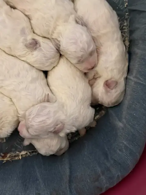 Bichon Frise  Chiot N°6 Du Moulin De Madjurie