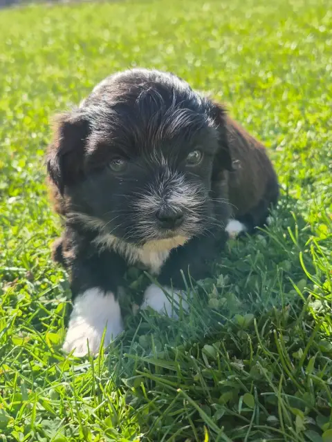 Bichon Havanais  Mâle Noir Et Blanc