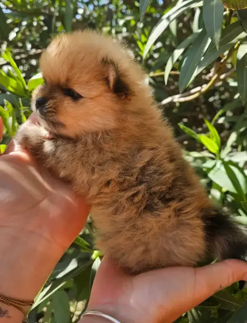 Spitz Allemand  Bill Des Amours De Claya photo 3