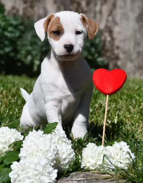 Parson Russell Terrier photo 2