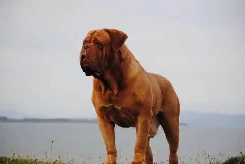 Dogue De Bordeaux  A La Folix De L'Etoile Filante De  4b222 photo 2